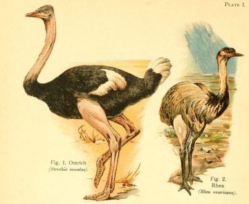 A book of birds London,Sidney Appleton,1908. http://biodiversitylibrary.org/item/48221