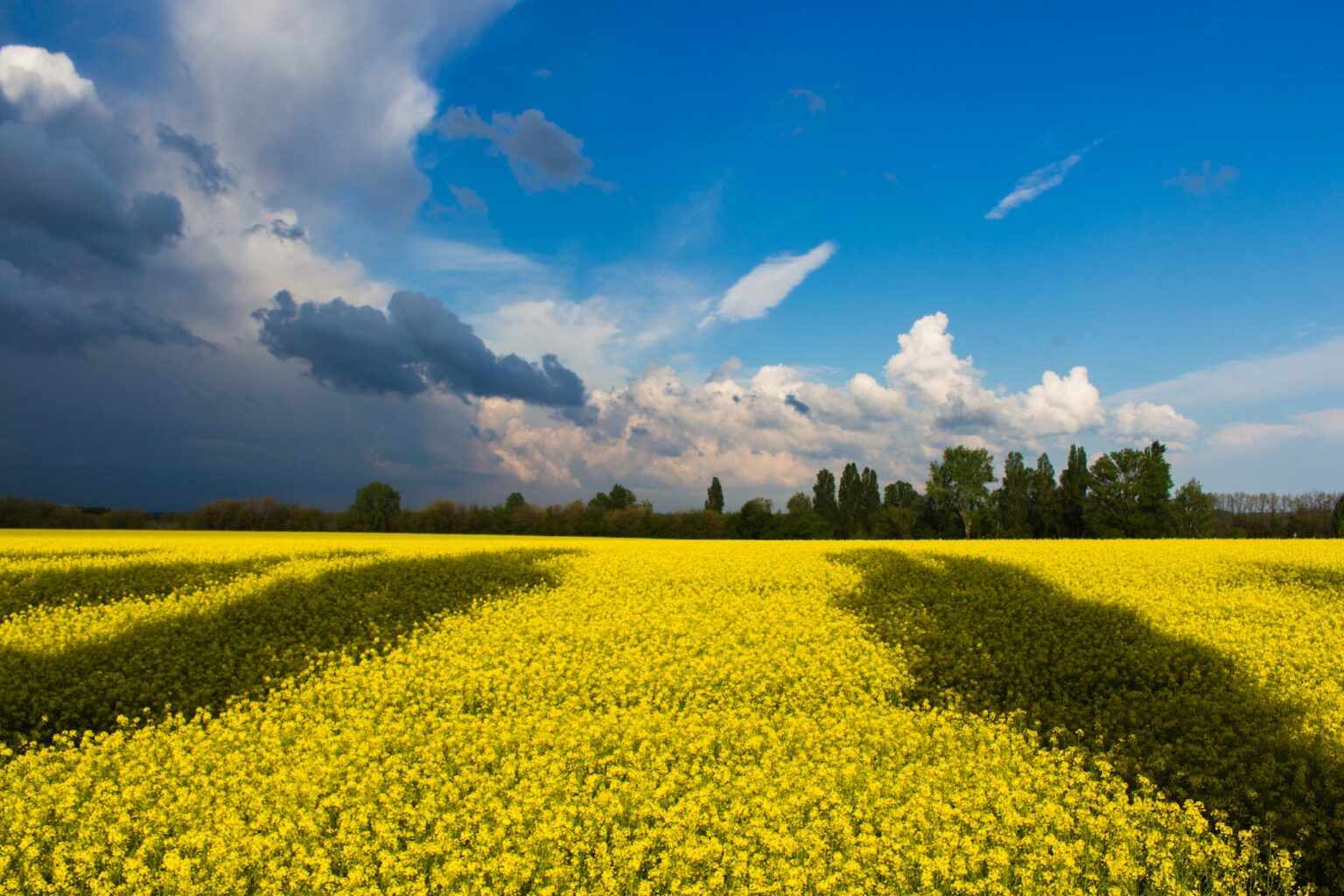 green field under white and blue clouds during daytime